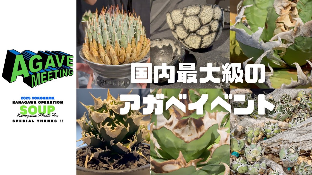 #129 AGAVE MEEING 2025 横浜の最大級のアガベイベント