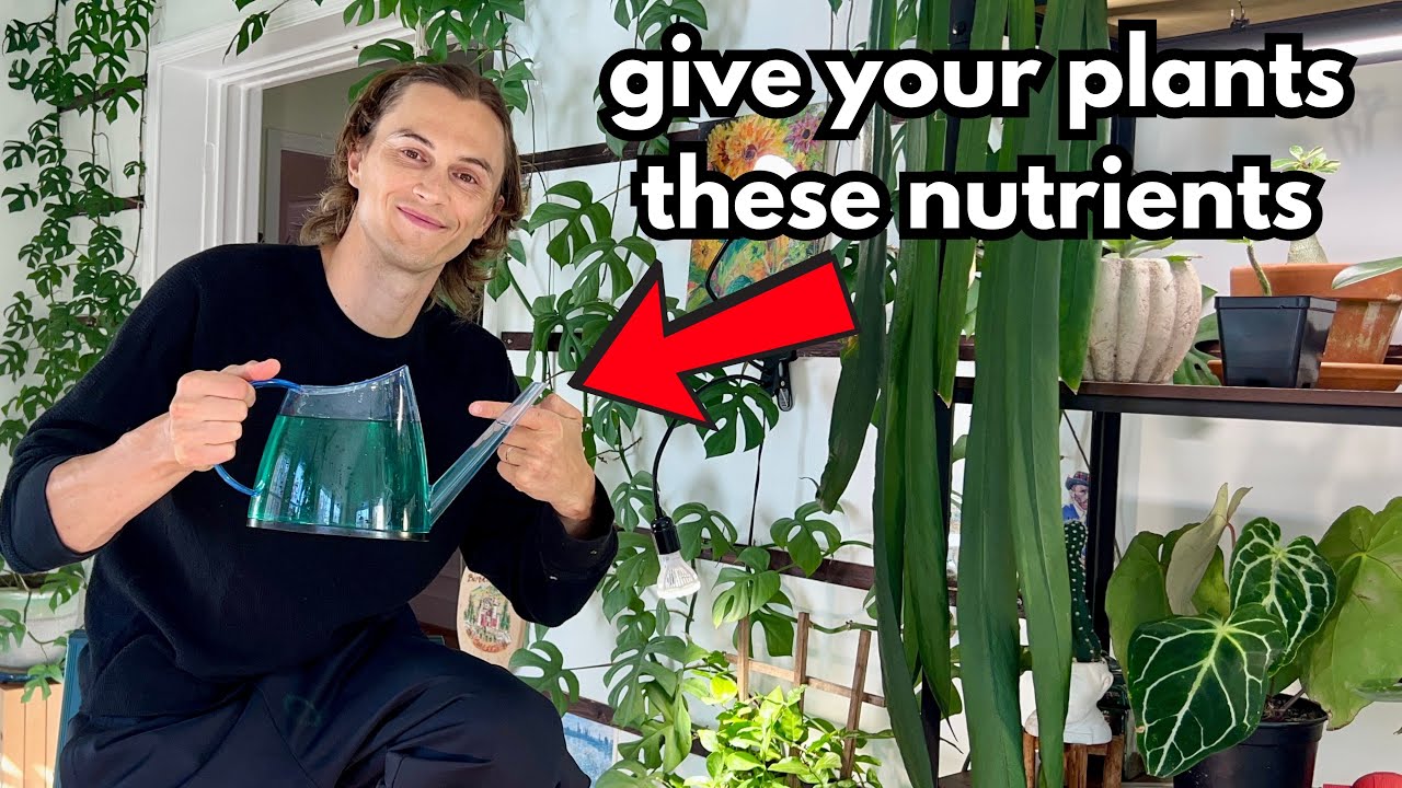 This is How to Fertilize Houseplants - How Much, How Often & What to Fertilize Indoor Plants