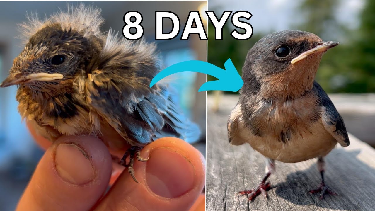 Rescue to Release in 8 days | Barn Swallow Rescue
