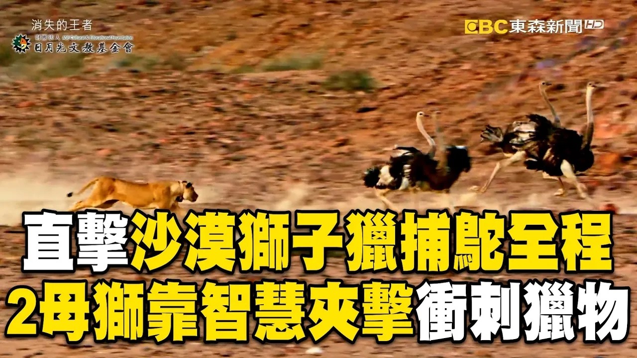 直擊沙漠獅子獵捕鴕全程！2母獅靠智慧夾擊「從埋伏→衝刺」在納米比沙漠求生/邪惡盜獵者/南非擁全世界最大野生犀牛群「卻也成犀牛殺戮場」？！盜獵者為取犀牛角「不擇手段...」