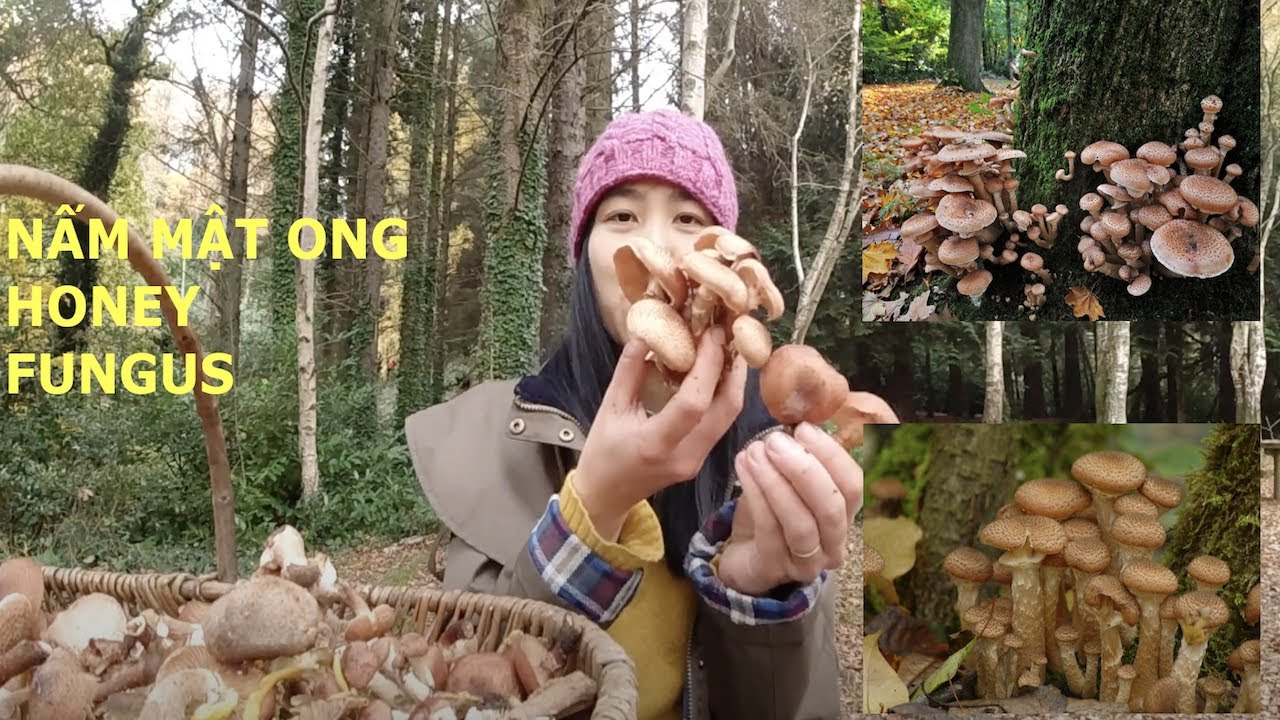 NẤM MẬT ONG. Honey Fungus. Honey mushroom. Armillaria mellea. How to identify Honey Fungus