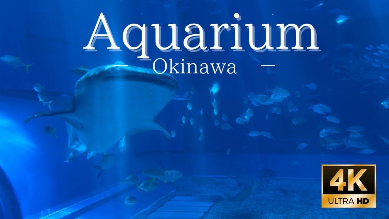 vol.11 【4K】　沖縄　美ら海水族館　−Okinawa Aquarium−