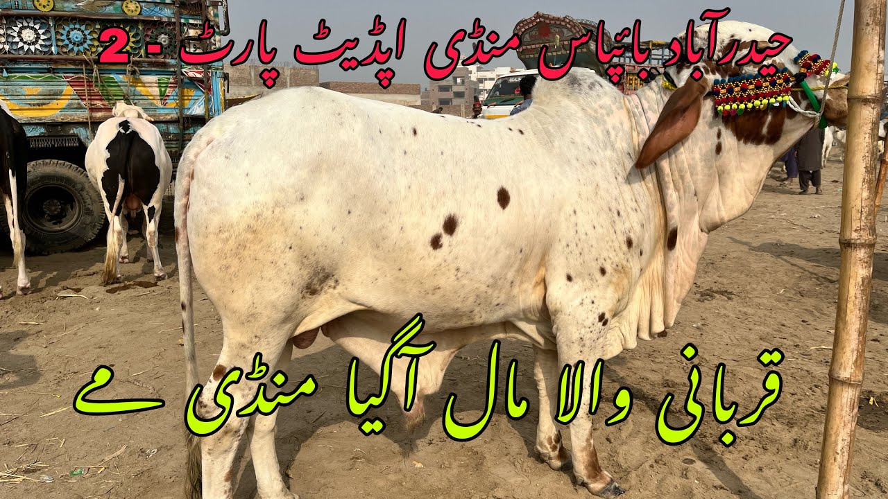 Qurbani wala Mall Ana shuru hogya | Hyderabad Bypass Mandi 13-11-2024