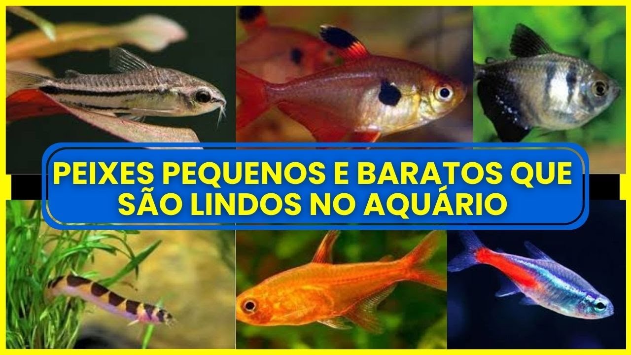 10 MELHORES PEIXES PARA AQUÁRIO PEQUENO EM 2026