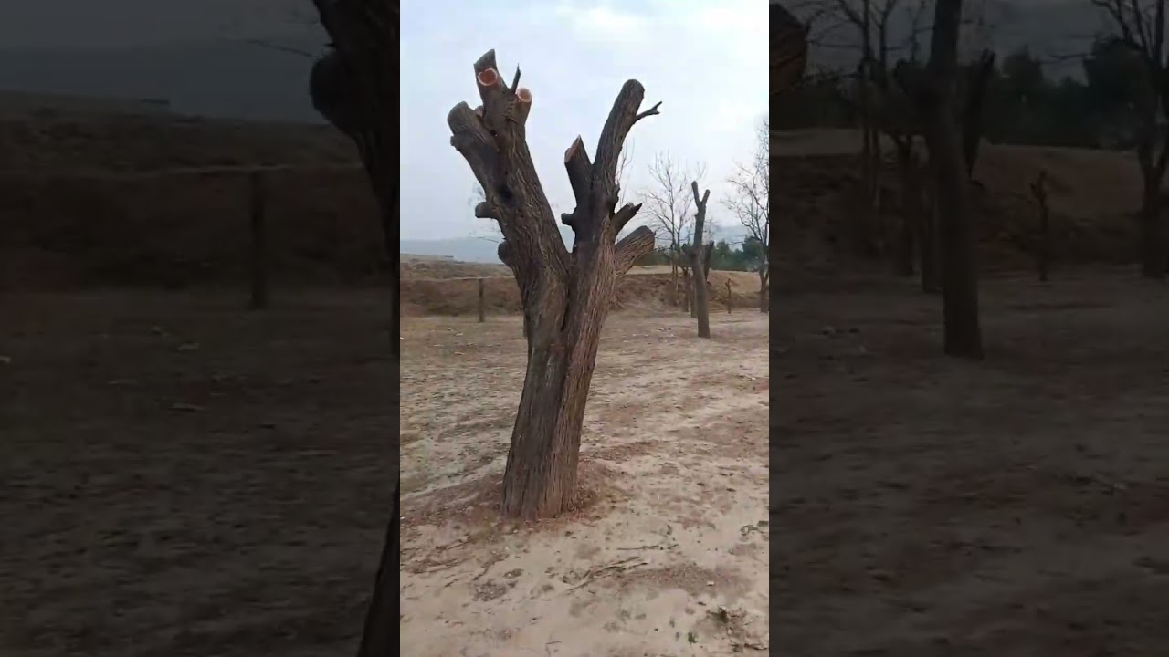 2nd vlog. Bajaur 