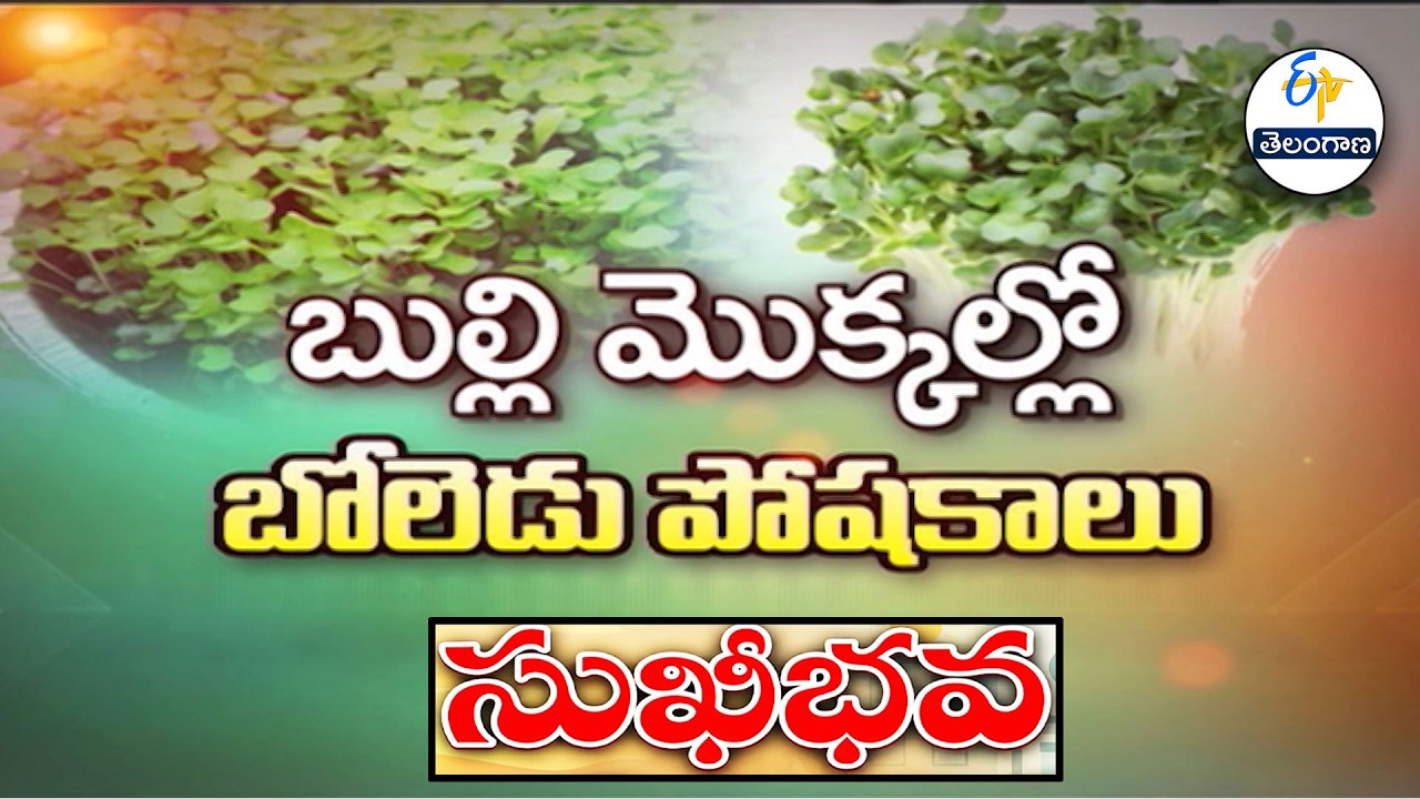 బుల్లి మొక్కల్లో బోలెడు పోషకాలు | About Micro Greens | Sukhibhava | ETV Telangana