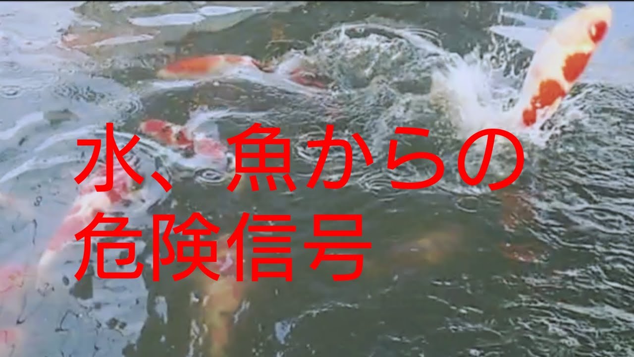 水、魚からの危険信号の話！