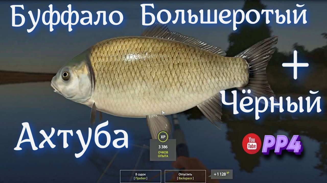 Ахтуба • Буффало Большеротый •  РР4 • Фарм • Русская рыбалка 4 • 24.03.2024