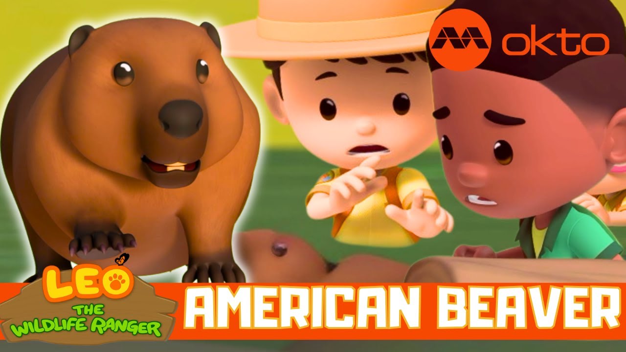 JUNIOR RANGERS RESCUE AMERICAN BEAVER 🐻🌊| Leo the Wildlife Ranger S7E18 |  @mediacorpokto ​