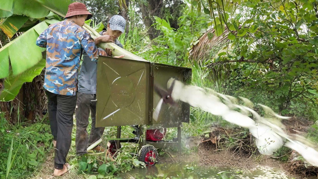 How They Chop Down Large Banana Trees To Feed Fish