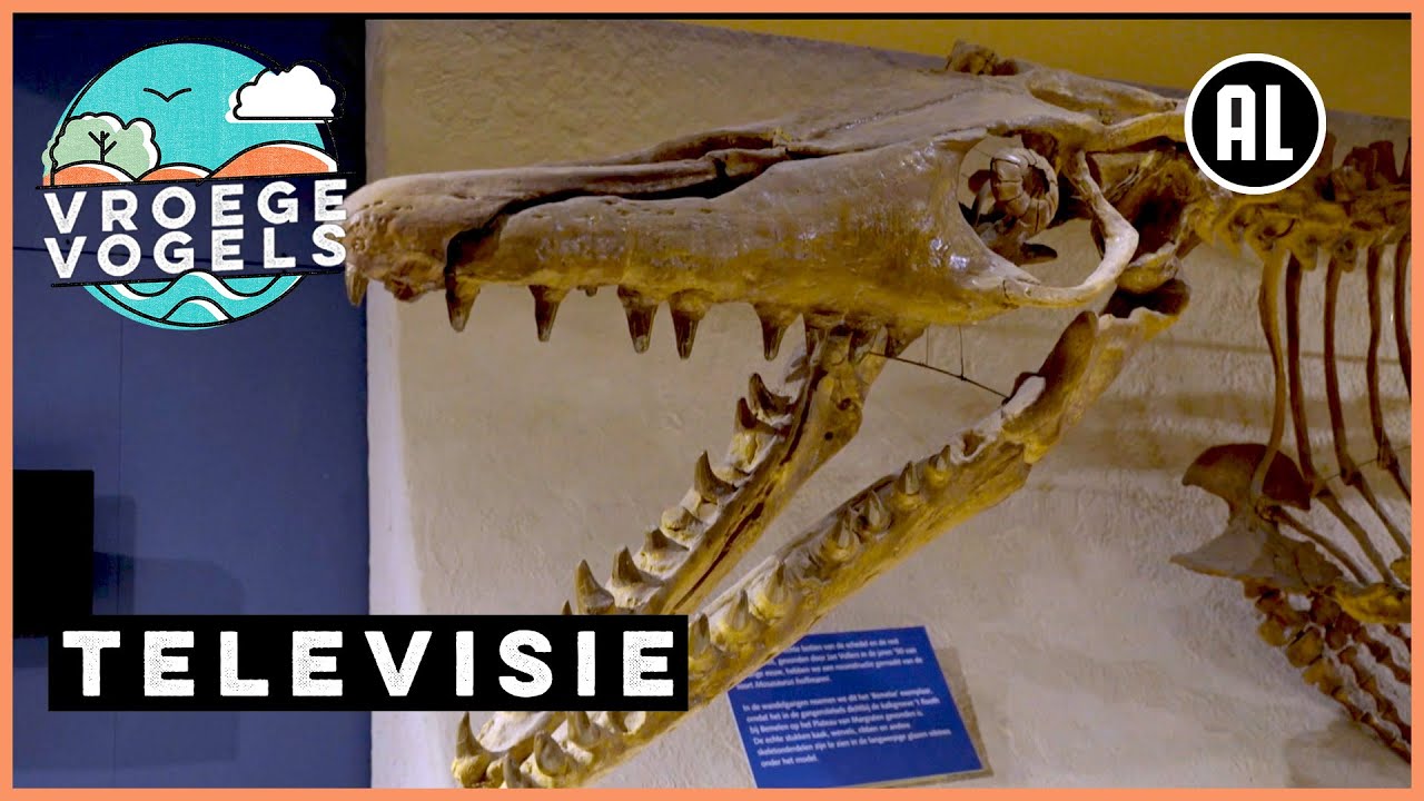 Herinneringen aan het dinotijdperk | TV | Vroege Vogels