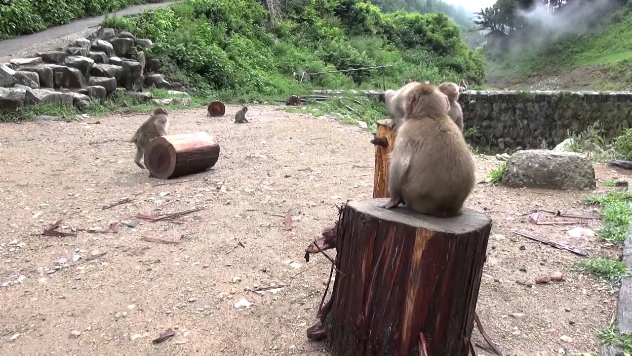 地獄谷野猿公苑20150817