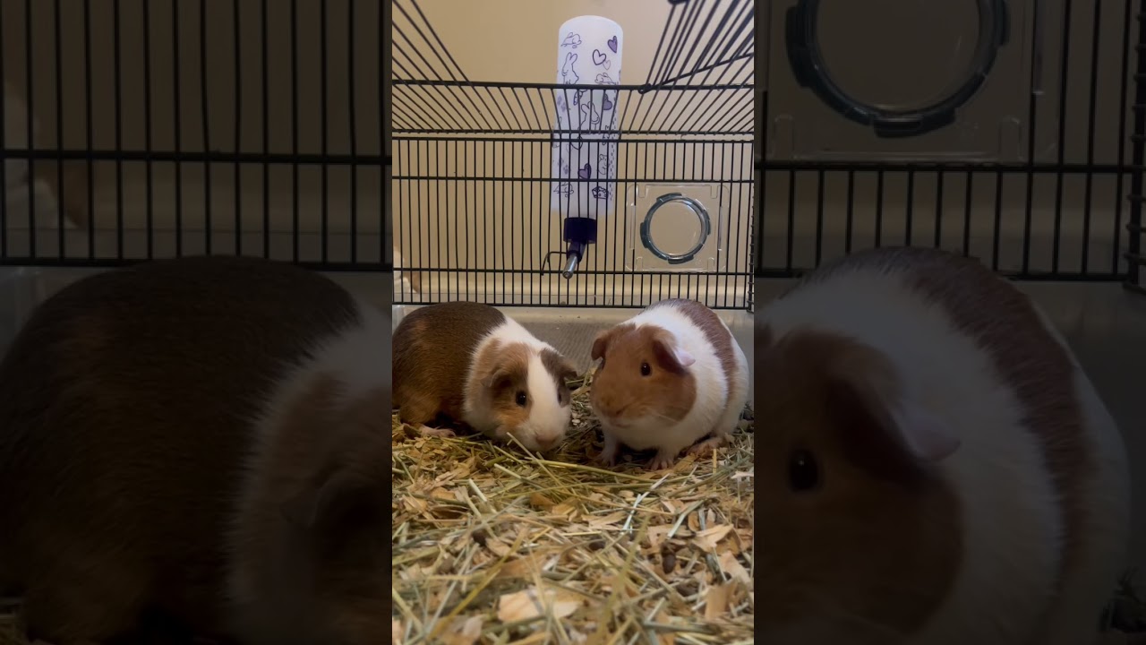 Guinea pig fight #guineapig #shorts