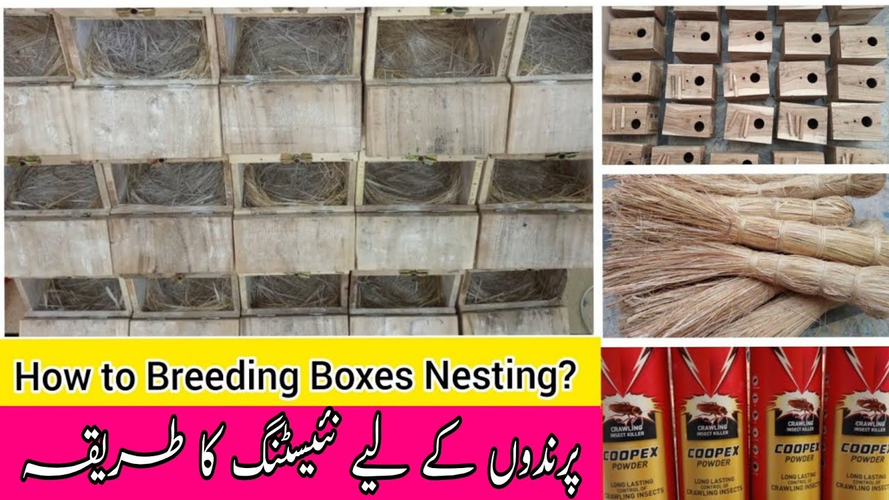 How do love birds Breeding Boxes Nesting? l Welcome Aviary