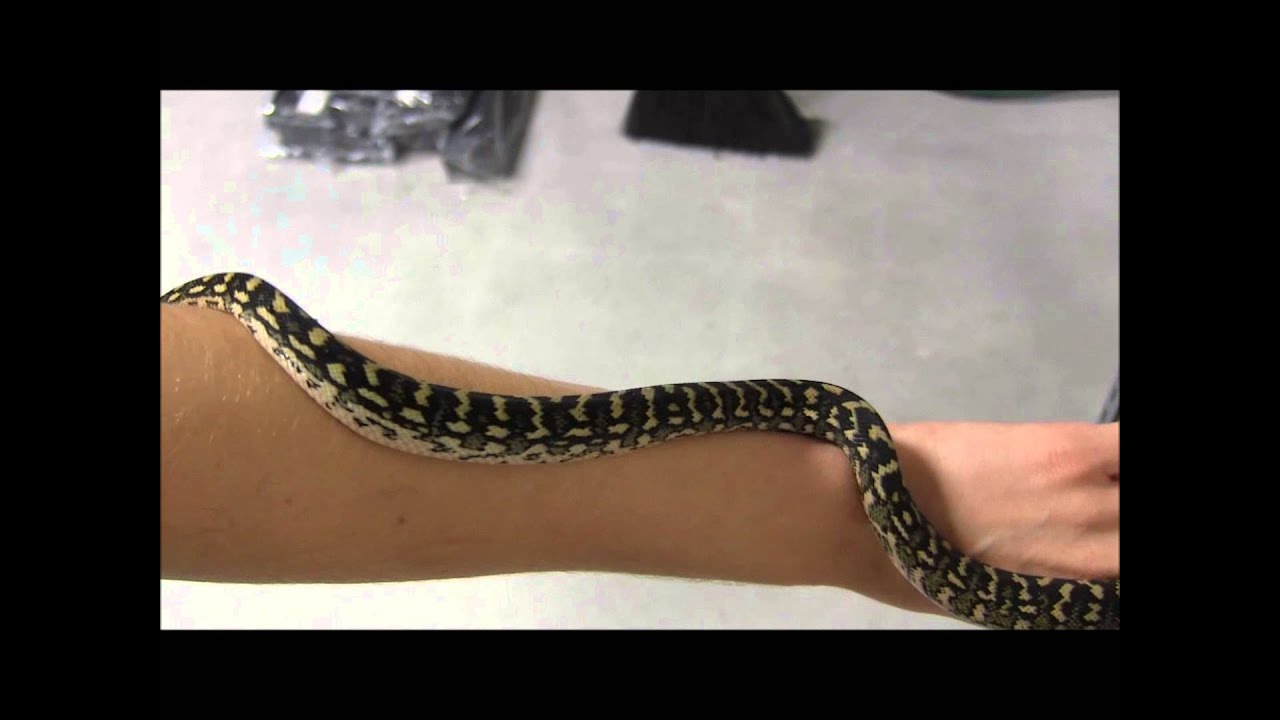 Small Diamond x Jungle Carpet Pythons