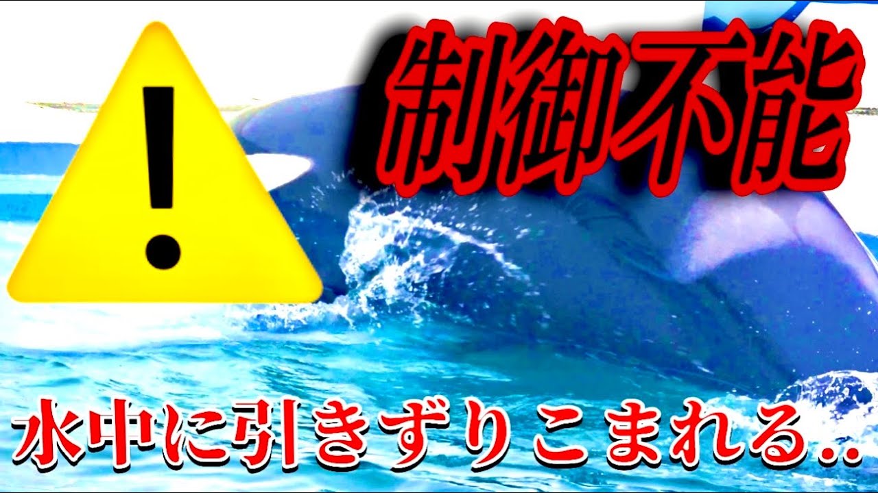 【制御不能】水中に引きずり込んで..シャチが奪い合う..   鴨川シーワールド