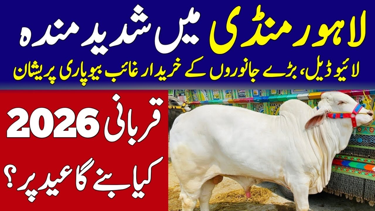 Latest Lahore Shahpur Kanjra Cow Mandi Updates ❤️&zwj;🔥| Qurbani 2026 💥|  Universal Topics