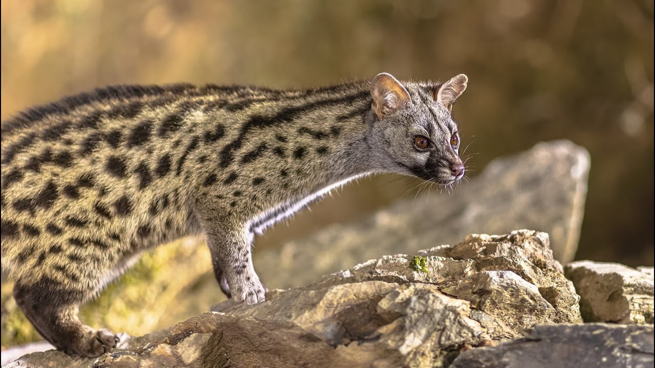Spotted Genets as Pets: Exploring the 12 Pros and Cons🤔😗😎