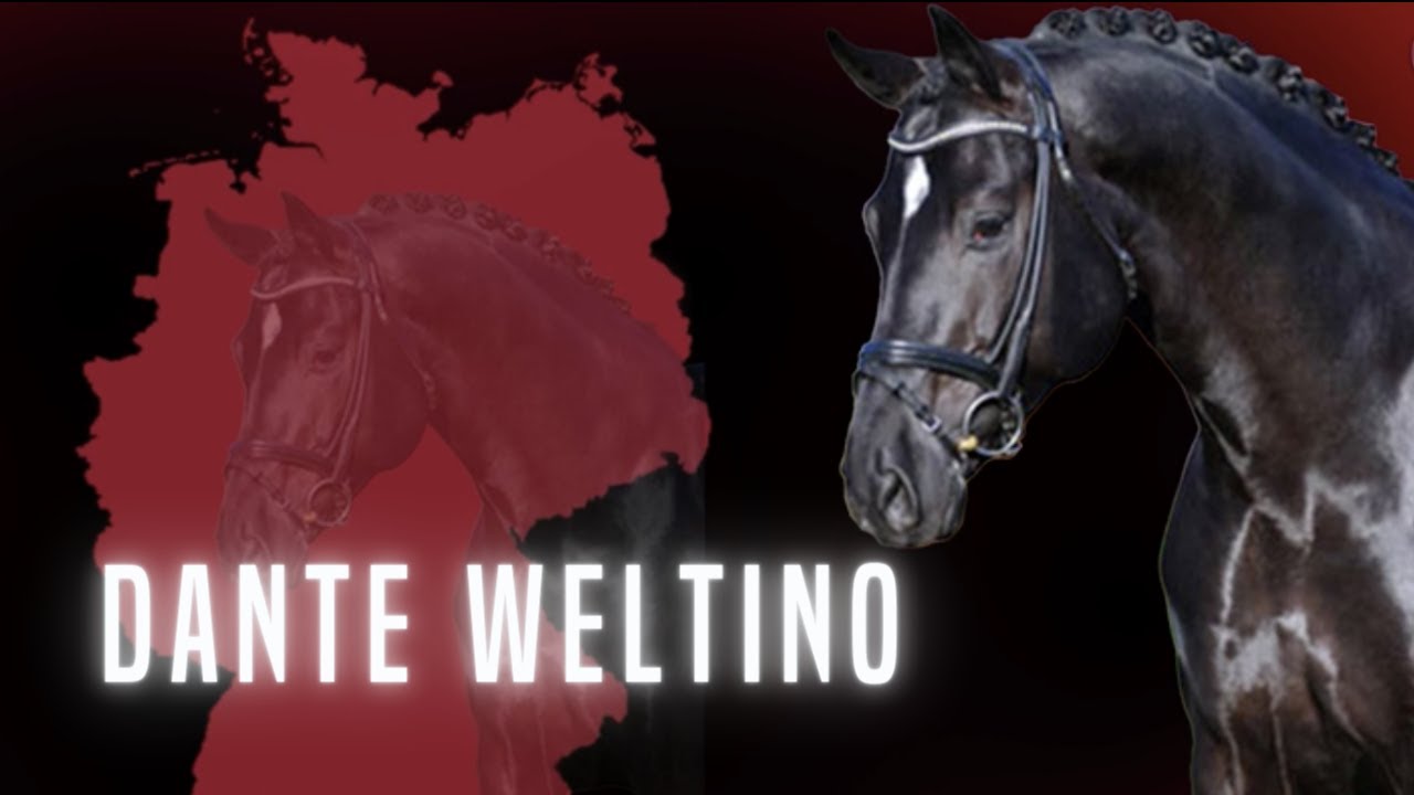 Dante Weltino 💞 | Der Werdegang von einem Ausnahmehengst | unter Therese Nielshagen