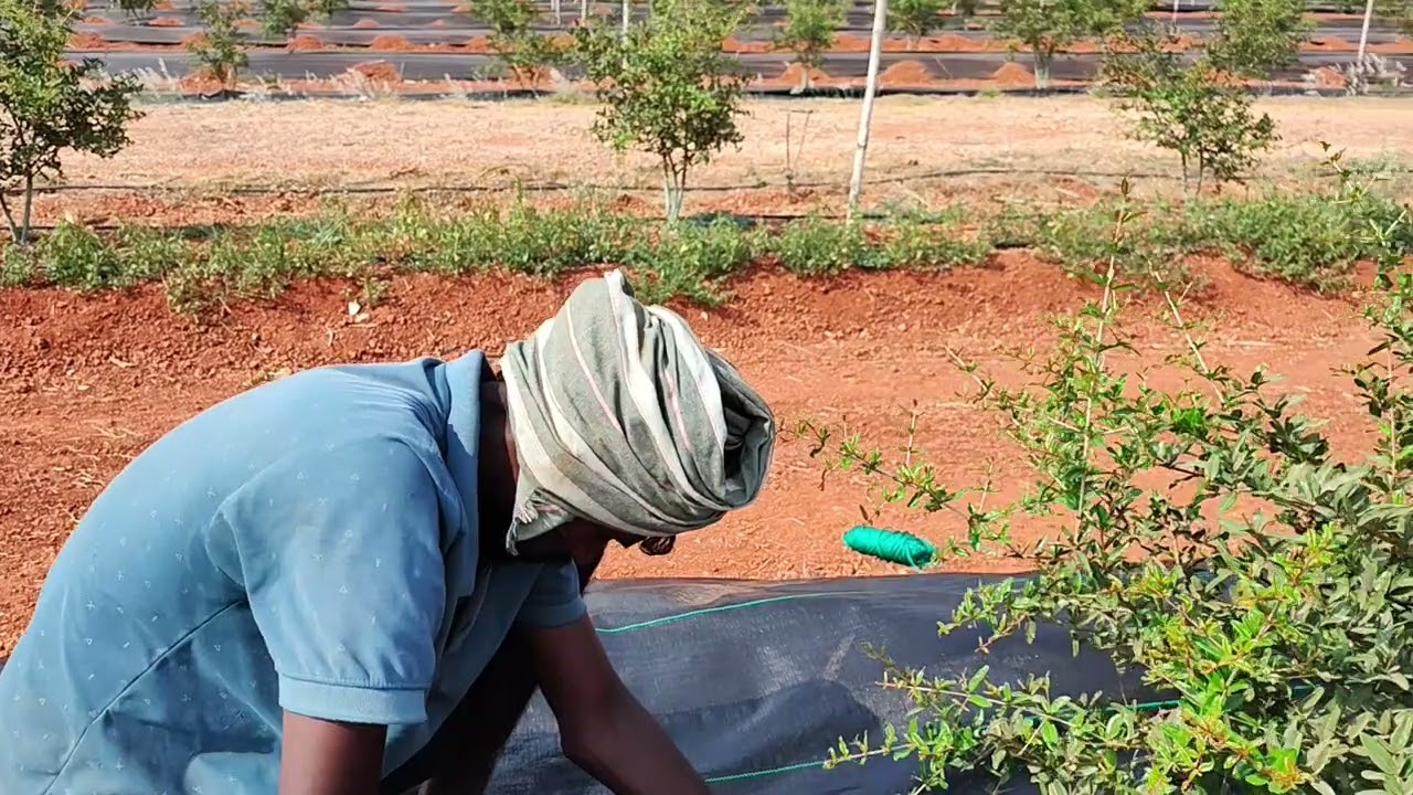 weed mat installation for pomegranate