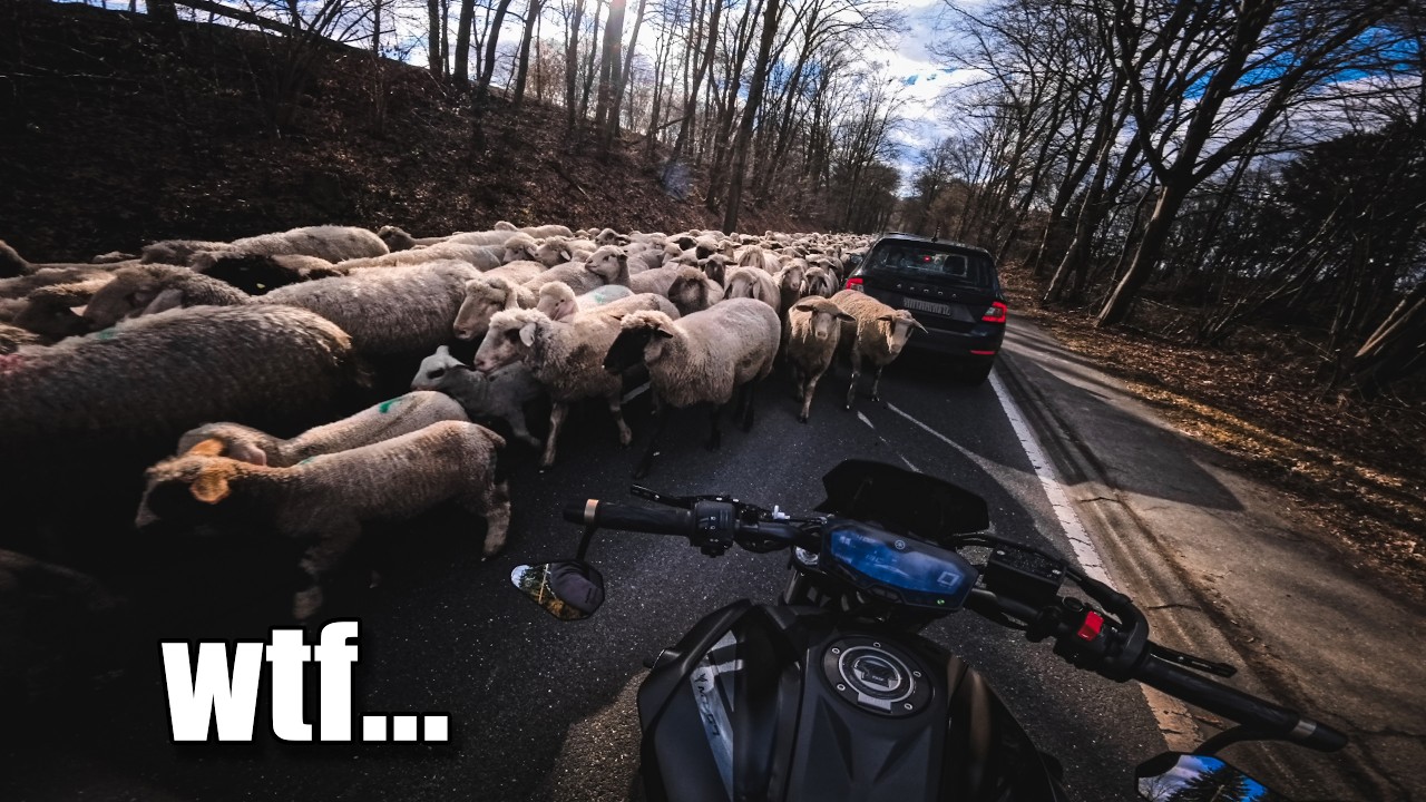 Es geht wieder los! Season Start 2026 mit Schafen?!