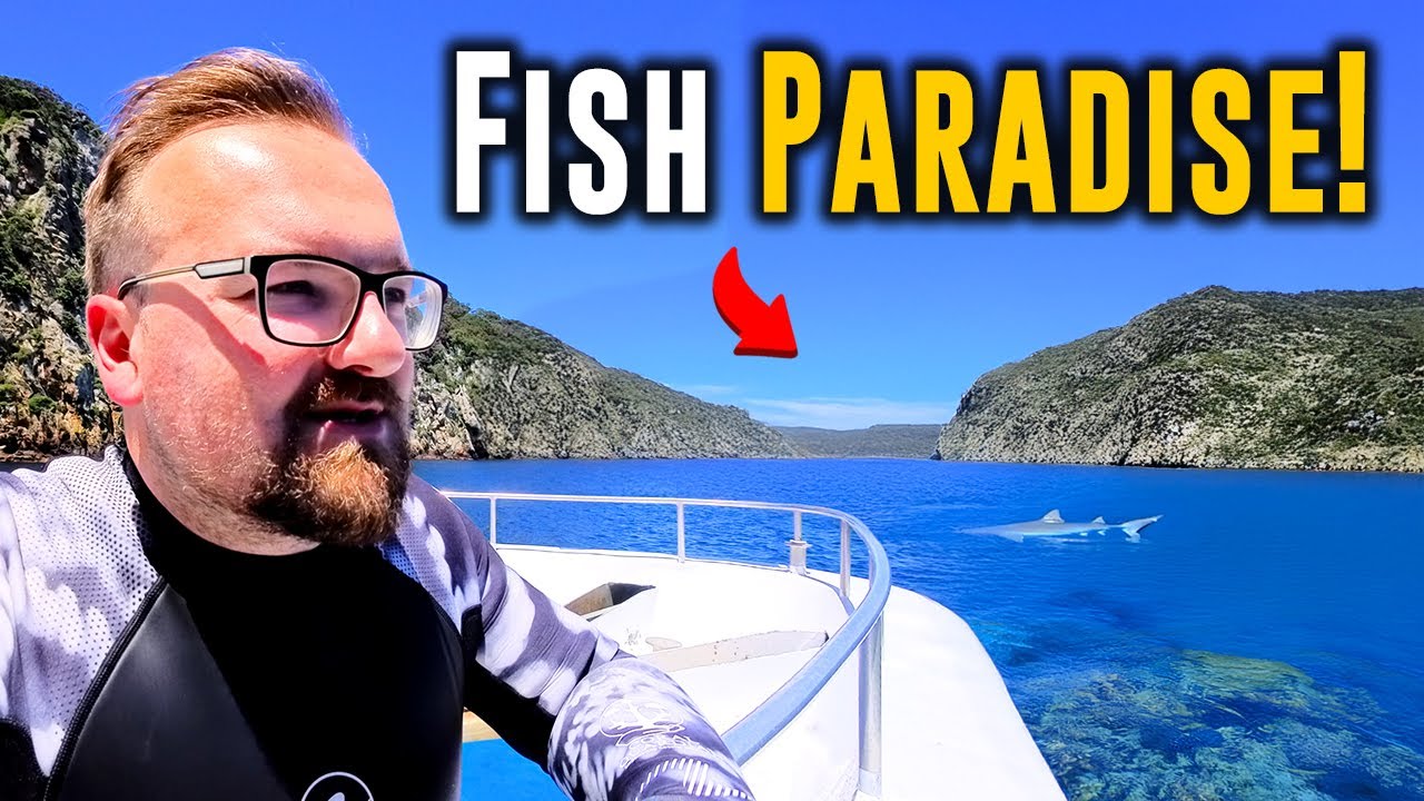 Underwater In New Zealands BEST Marine Reserve