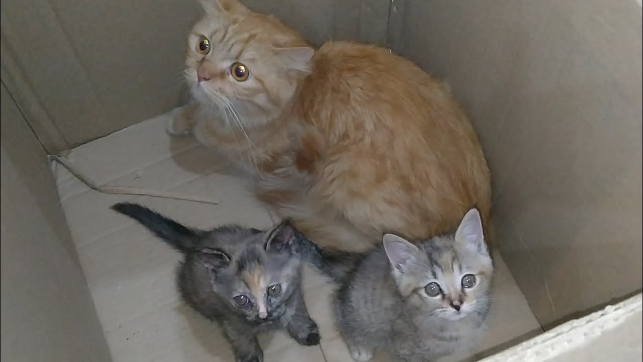 Abandoned Mother Cat Is Heartbroken After Being Kicked Out for Pooping in Kitchen