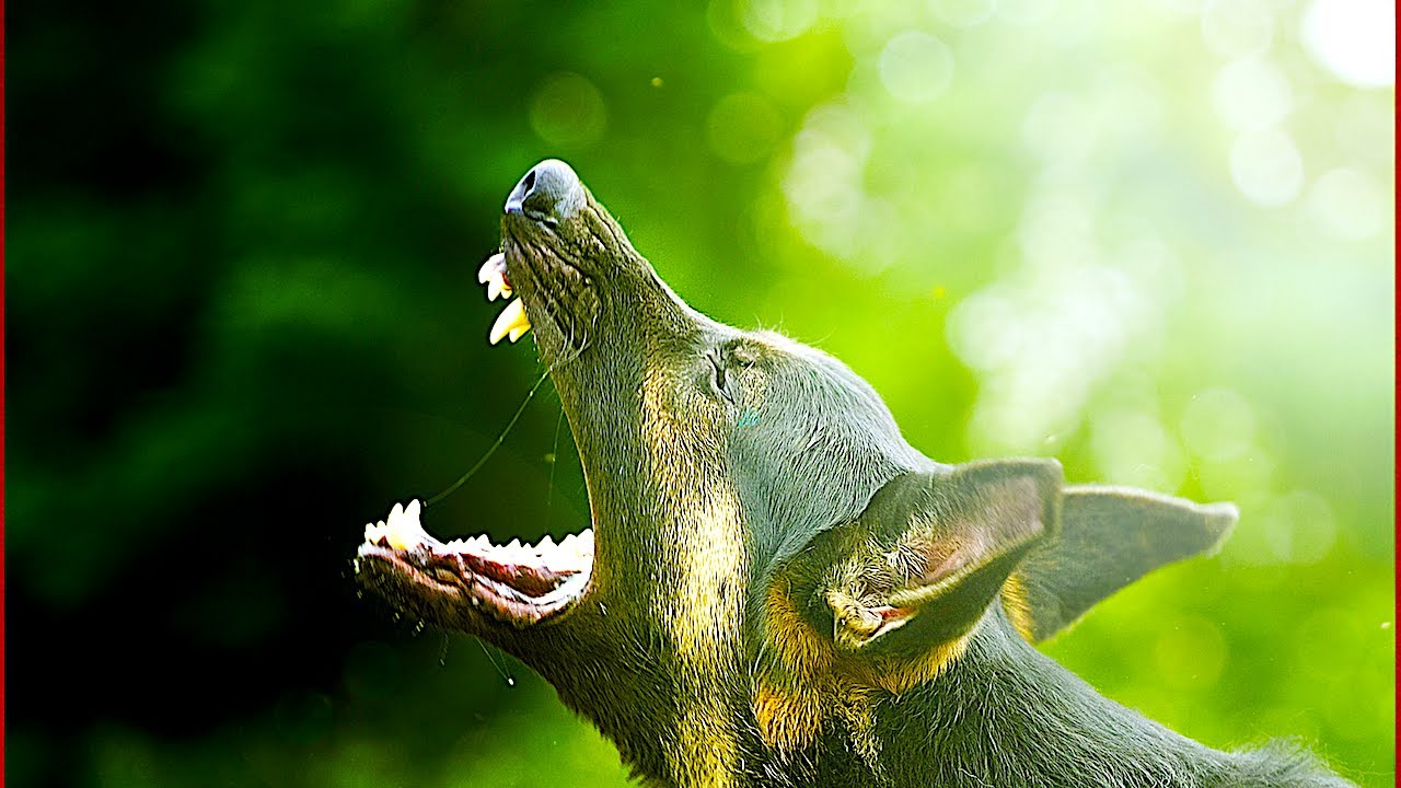 Siren Sounds That Make Dogs Howl
