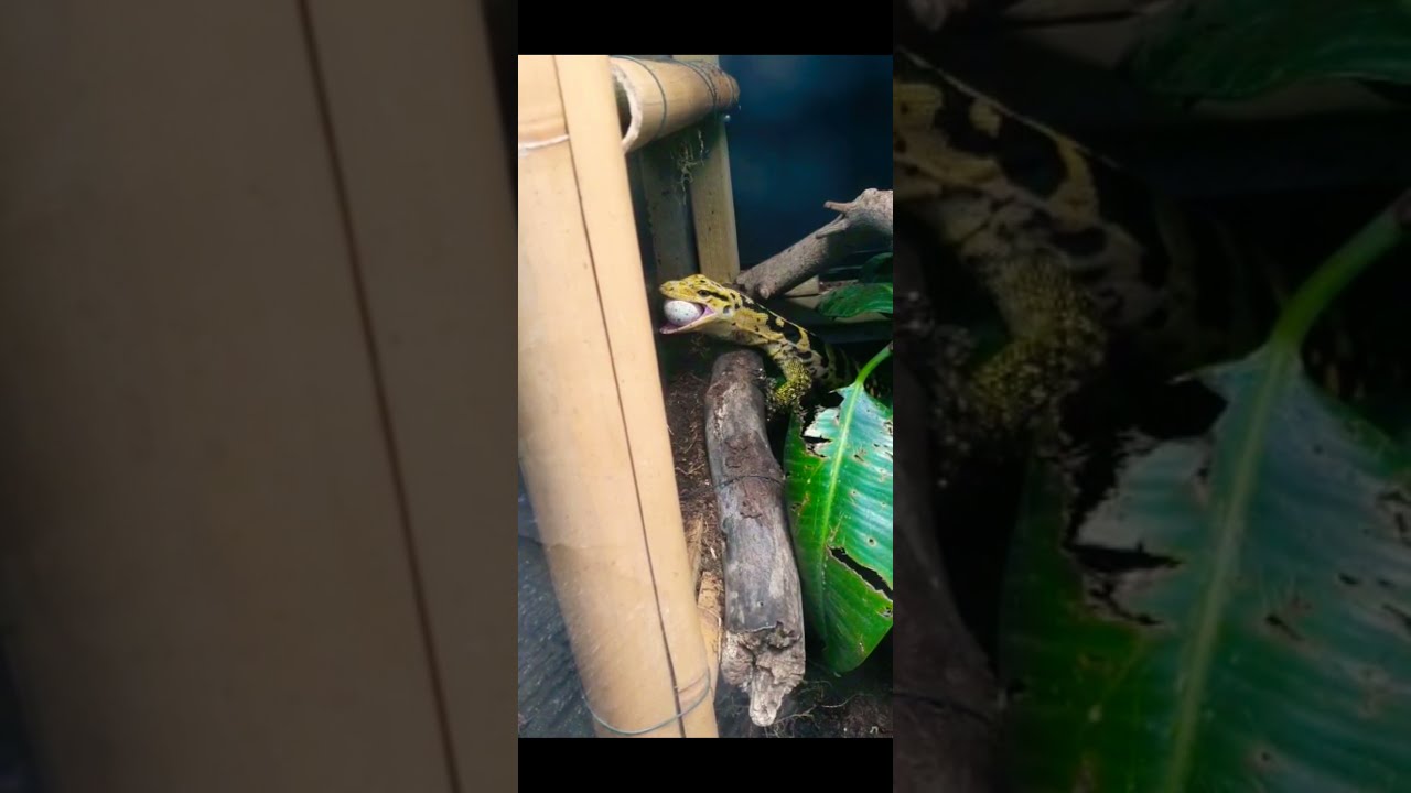 Lizard eating bird egg. WILL HE EAT IT WHOLE OR NOT? Wait untill the end!
