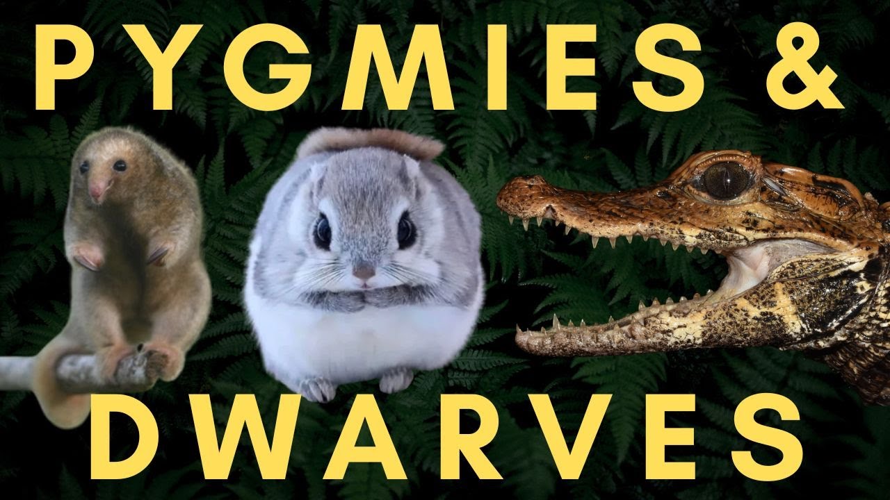 10 Surprising Dwarf and Pygmy Species