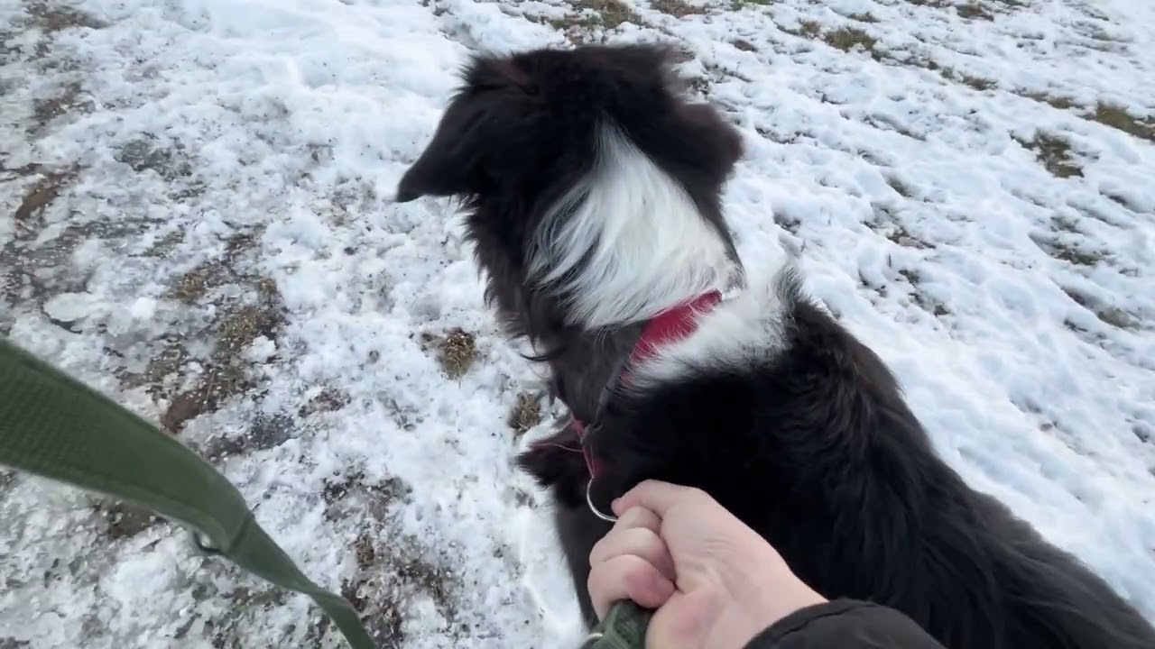 snow walks with my dog, its so nice beautiful