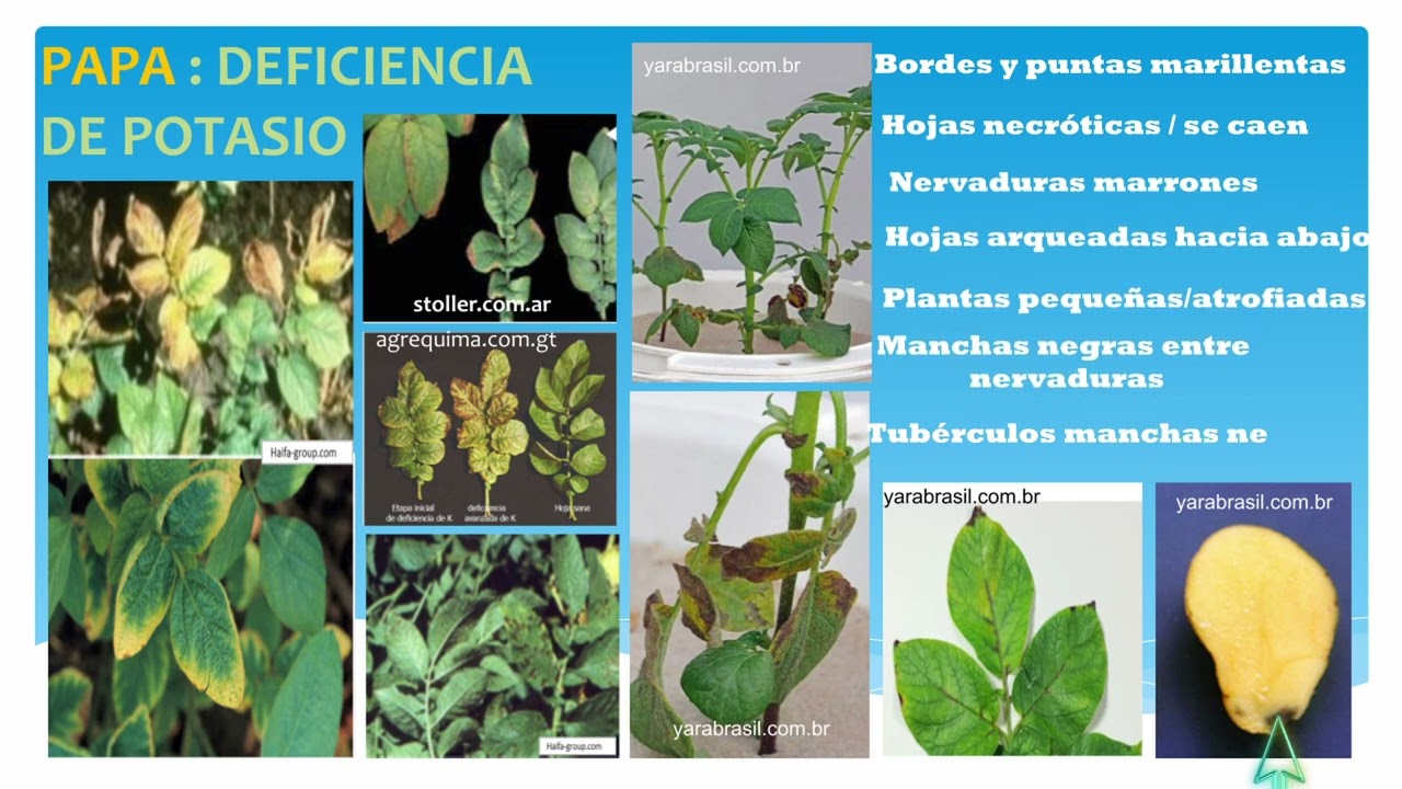 Potencia el rendimiento de tu cultivo de papa identificando las deficiencias de macronutrientes