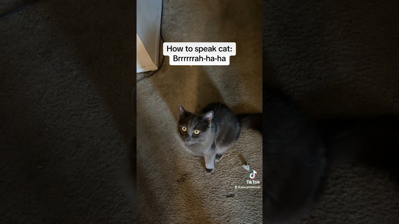 How to Speak Cat: Lesson 7