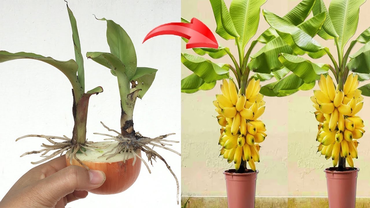 Banana propagation technique using papaya fruit and milk: 100 roots produced in 7 days