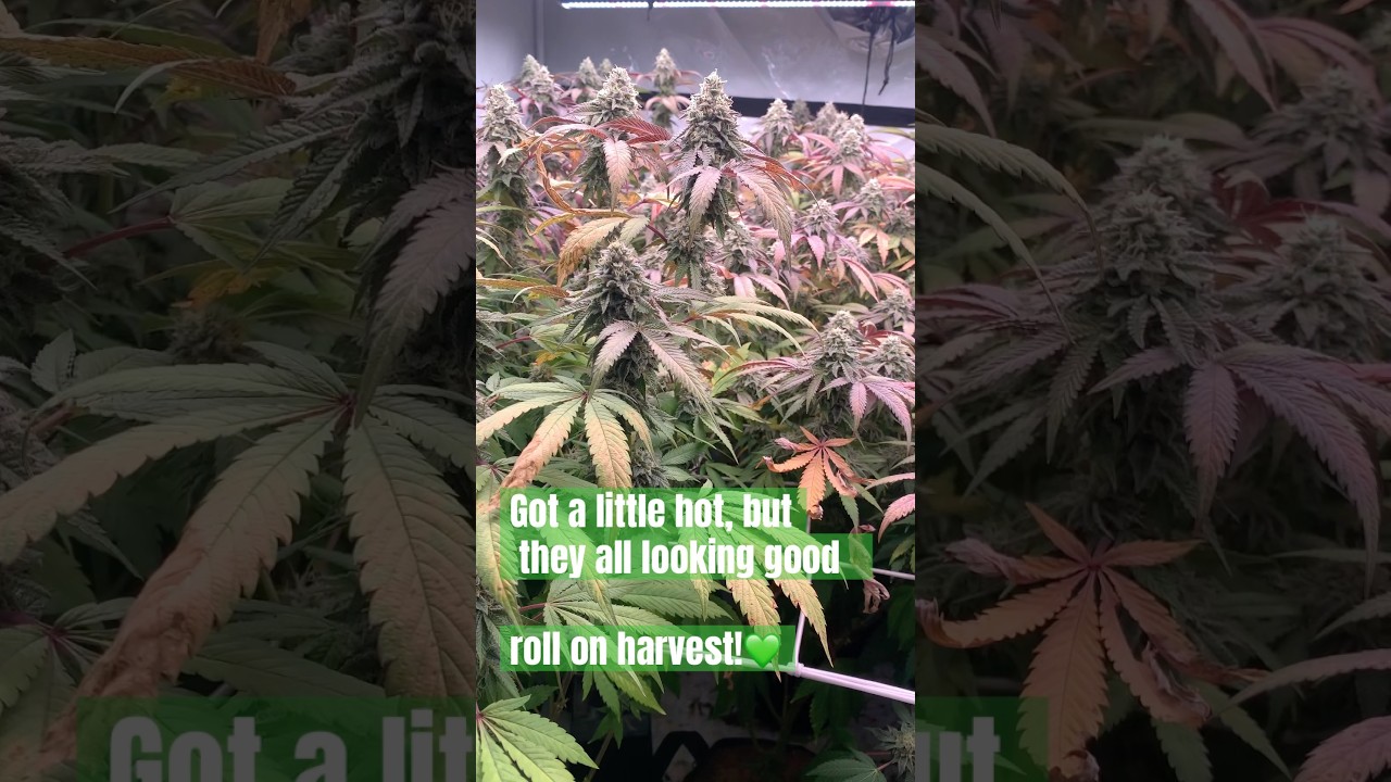 Roll on harvest!🌼✂️ #growyourown  #organic #shorts @DankOfEngland #britscotti
