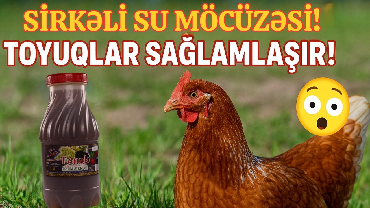 Toyuq saxlayanların mütləq bilməli olduğu sirr – Sirkəli su faydaları