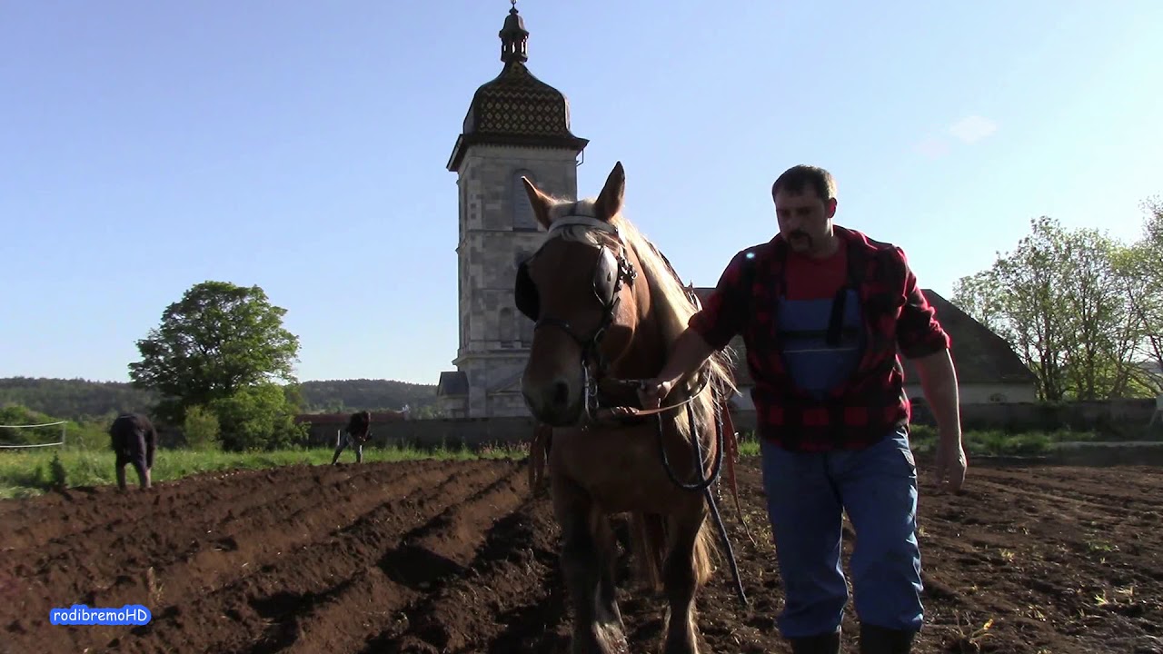 Traction animale, Cheval, Pommes-de-terre BIO, La Semilla, Les Fourgs, Doubs