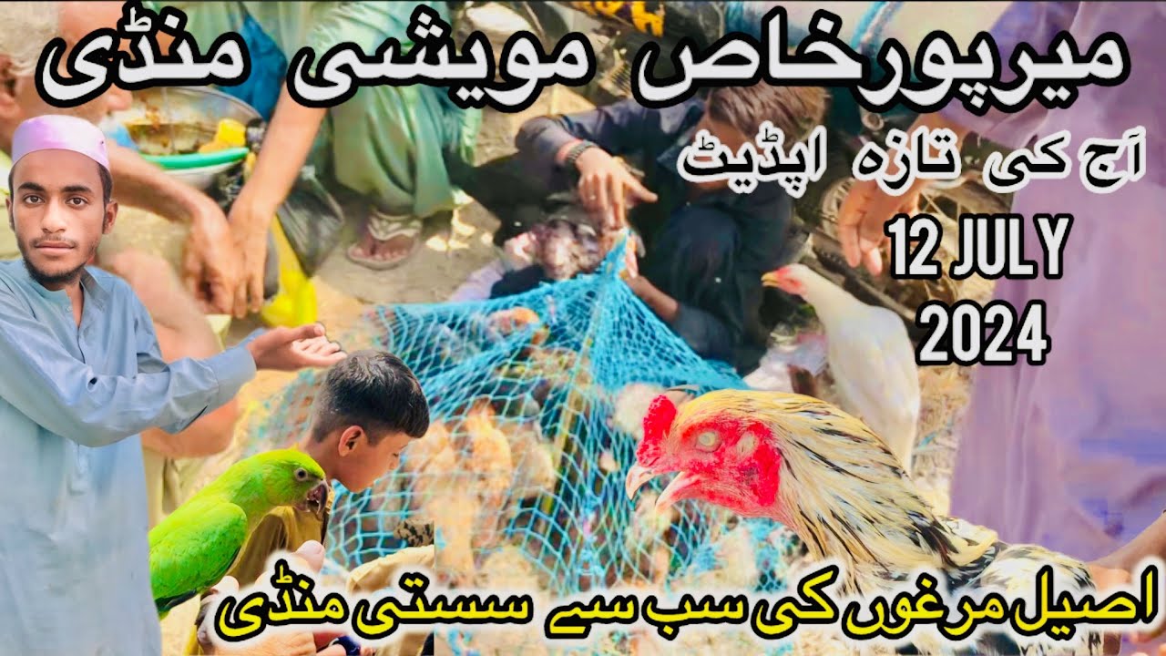 Mirpurkhas Aseel Murga Mandi 12 July 2024 || Cow Mandi 2024