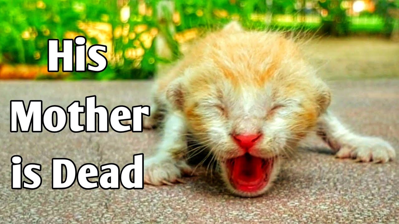 Trying to Save the Life of a Tiny Newborn Kitten, Filled with Love and Hope 🐱💖🐾