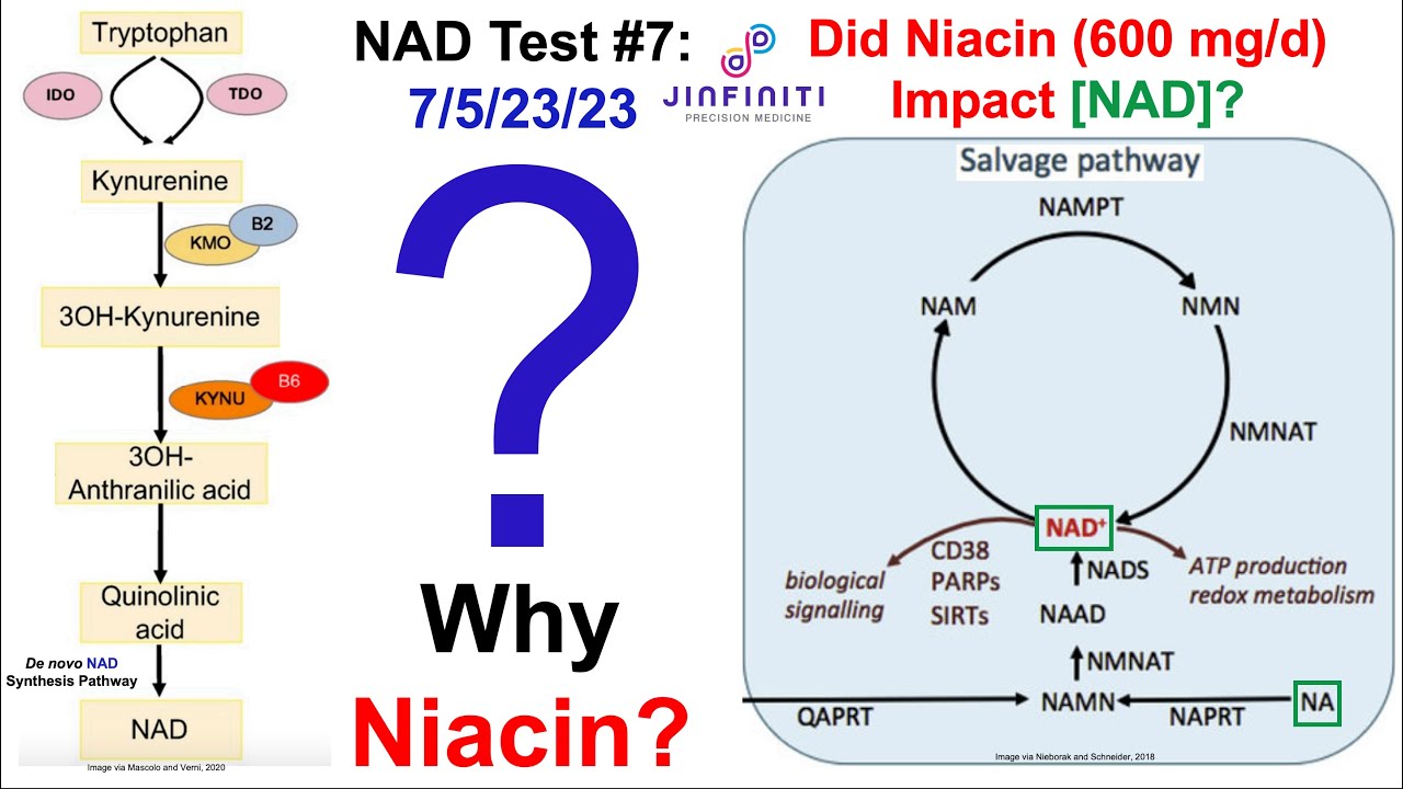 Niacin Increases NAD (Test Results)