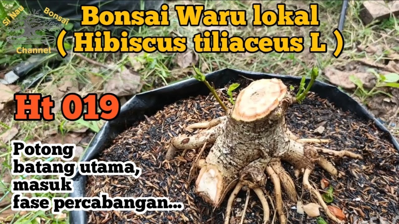 Bonsai Waru lokal ( Hibiscus tiliaceus L) Ht 019... Potong batang utama, masuk fase percabangan...