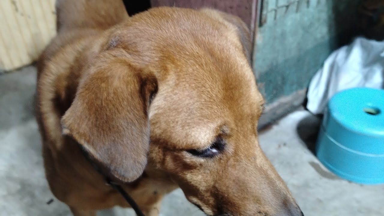 gutom na mga alaga ko