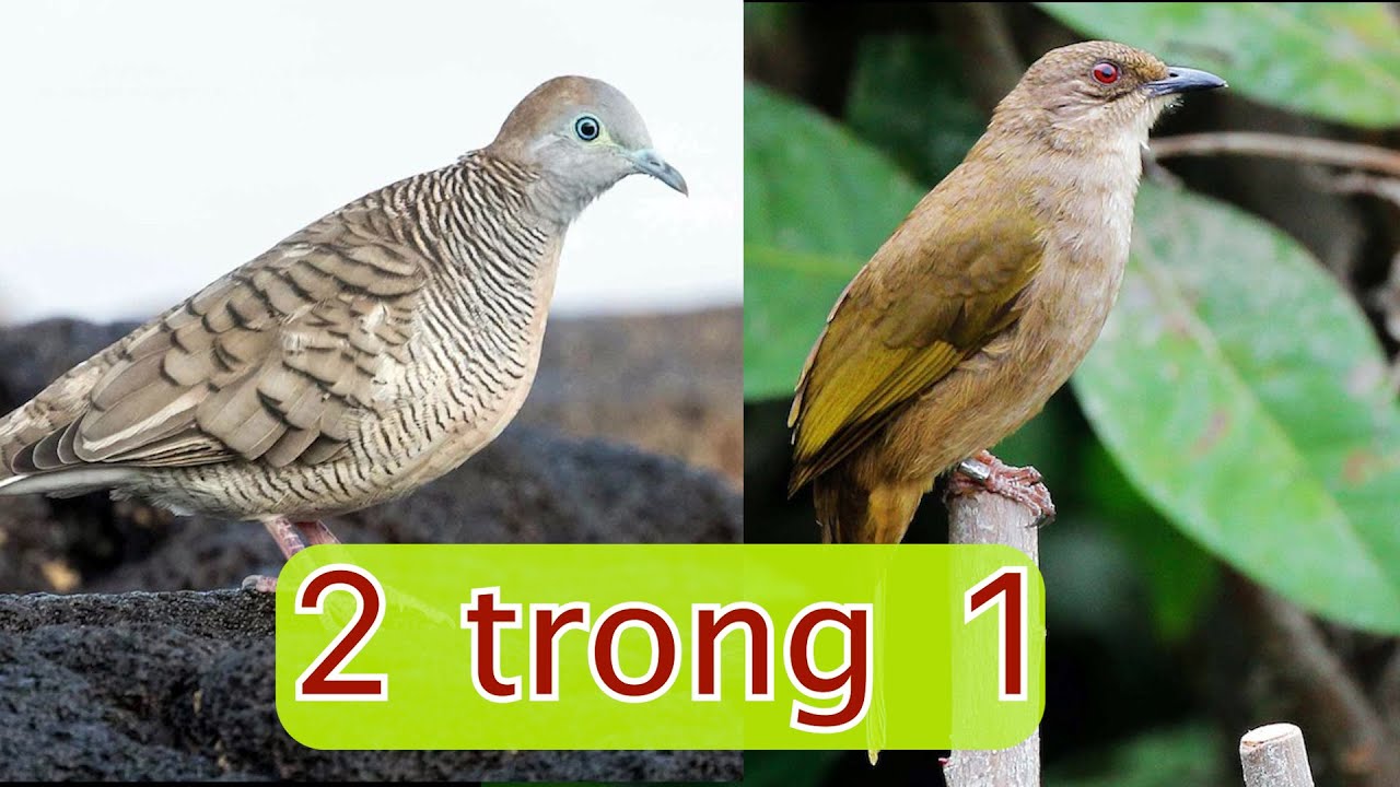 Tiếng chim kết hợp cu vằn mini v&agrave; trao trảo d&agrave;nh cho n&aacute; thủ si&ecirc;u chuẩn