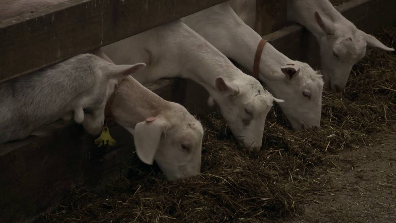 Thinking Forward - Season Two - Ep7: Dairy Goat Co-Operative