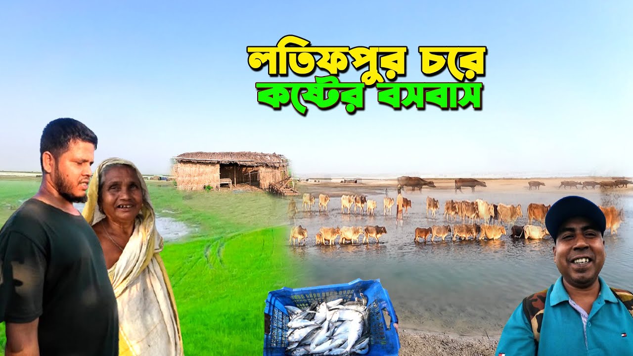 লতিফপুর চরে আশ্রয় নেওয়া সব মানুষগুলো অন্য চরের নদী ভাঙ্গা।চরের কষ্টের জীবন।Latifpur Char Village lif