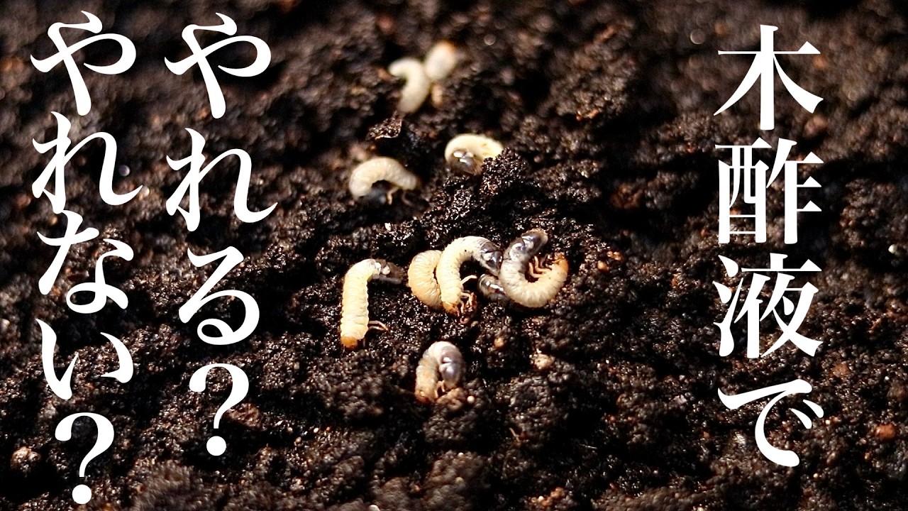 木酢液の土壌消毒でコガネムシはやれるのか試してみた結果【害虫対策】
