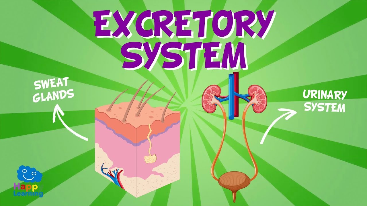 Excretory System | Educational Videos for Kids