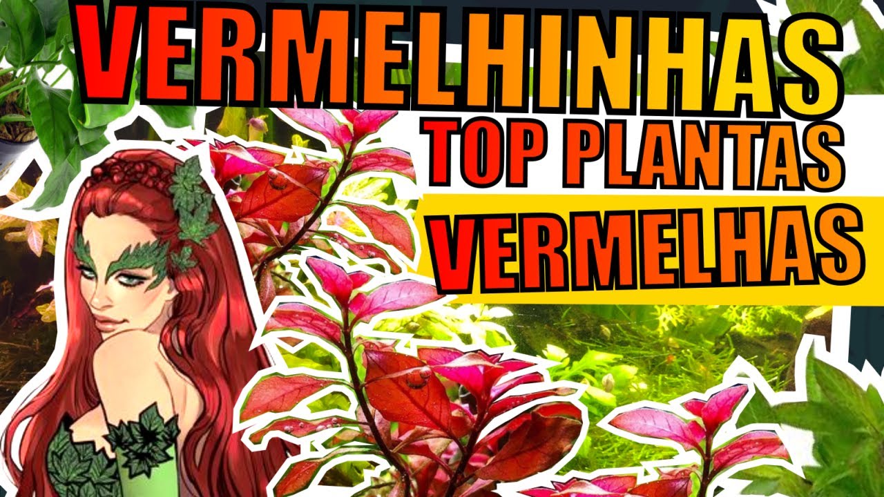 🔴TOP 10: PLANTAS VERMELHAS |Mr. Betta|