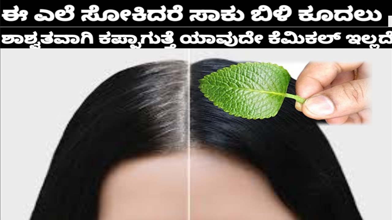 ಈಎಲೆ ಸಾಕು ಎಷ್ಟೆ ಬಿಳಿಕೂದಲದರು ಗುರುತೆಸಿಗದಷ್ಟು ಕಡುಕಪ್ಪು ಬಣ್ಣ ಪಡೆಯುತ್ತೆ ಮತ್ತೆ ಕೂದಲುಬಿಳಿ ಆಗೊಲ್ಲ