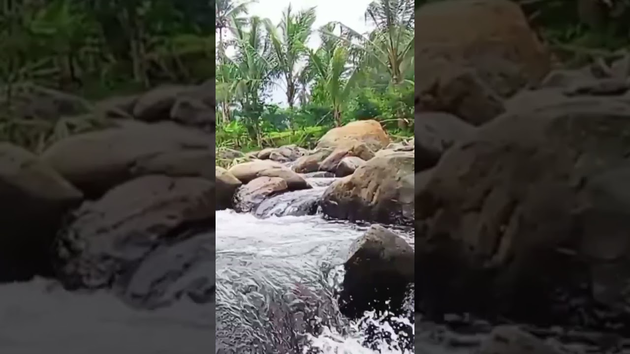 Relaksasi #nature #relaksasi #suaraburung #kicaumania #shorts #terapiburung #terapiair #fyp #birds